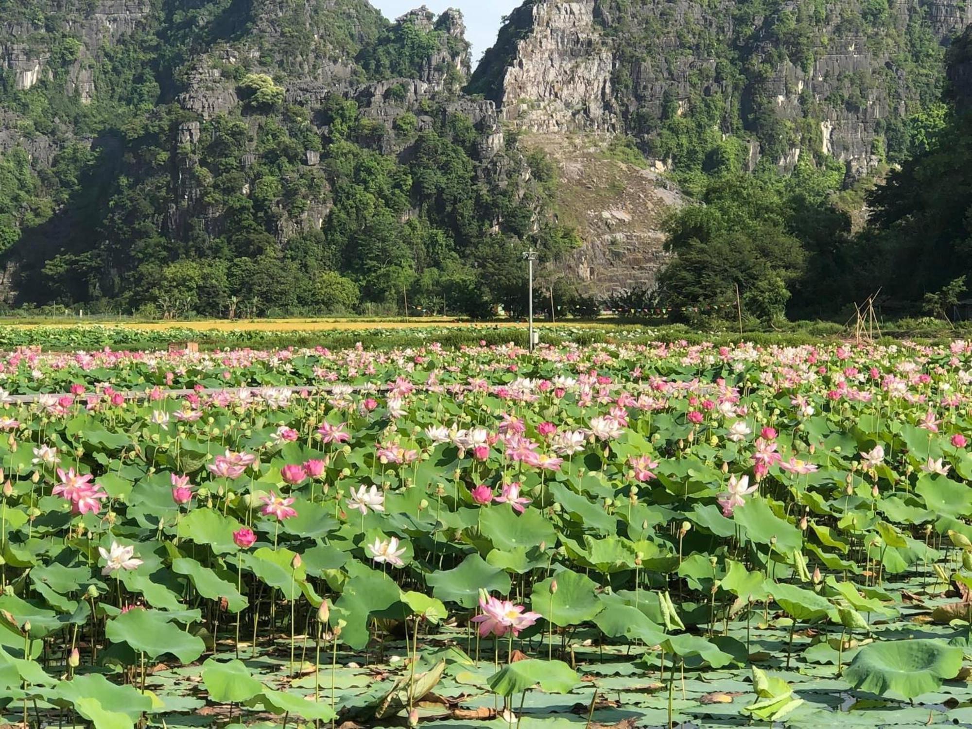 Tam Coc - Thanh Homestay Ninh Binh Zewnętrze zdjęcie